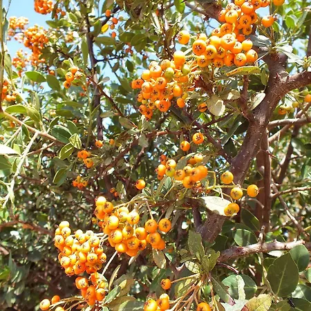 Golden - & Hersonissos (Crete)